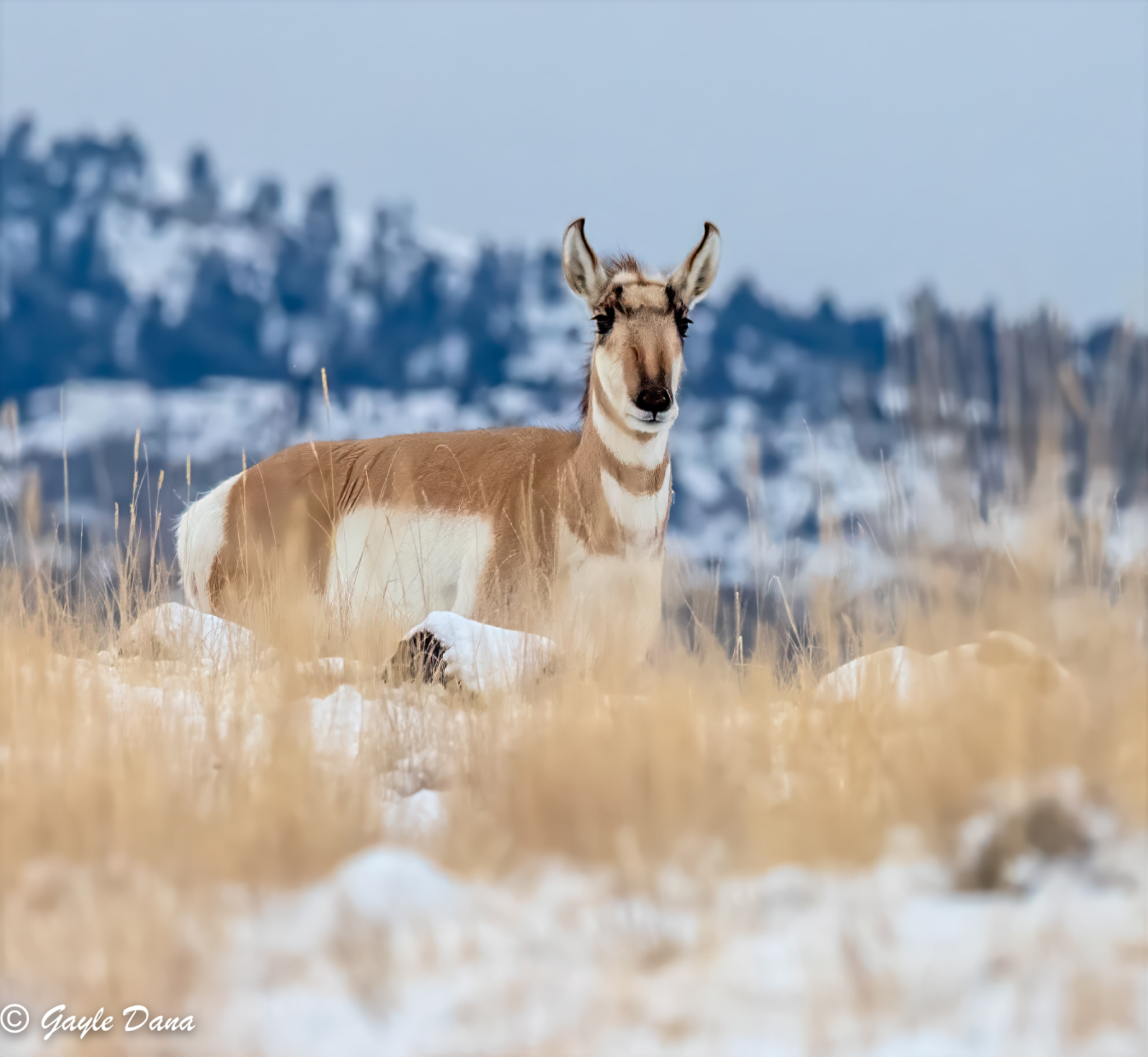 Pronghorn female